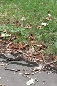 Black-haired Leaves A Trail Of Pee On The Ground