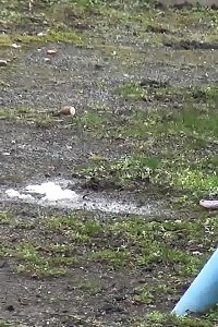 Filthy Black-haired Slut Pissing In A Public Park