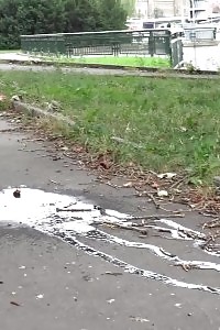 Black-haired Leaves A Trail Of Pee On The Ground