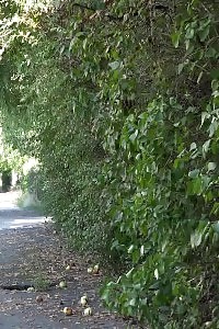 Dazzling Cutie In Shorts Pissing Over Fallen Apples
