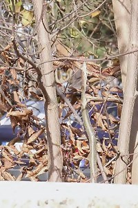 Outstanding Light-haired In High Heels Pisses On The Ground