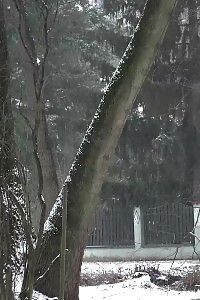 Good-looking Black Haired Slut Pisses Outside In The Snow