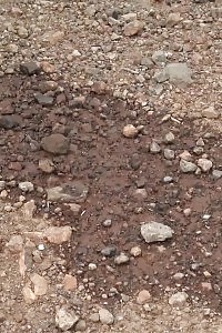 Stacked Lady Pulls Down Panty To Piss