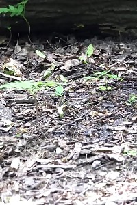 Exotic Babe Squats Near A Log To Piss Outside